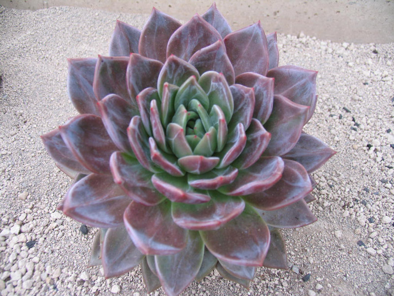 阿罗亚 Echeveria 'Aroa'