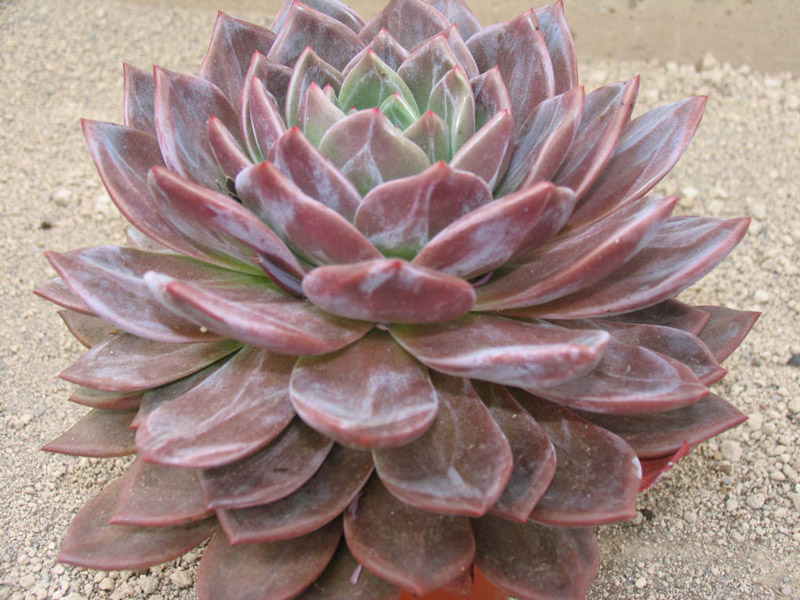 阿罗亚 Echeveria 'Aroa'