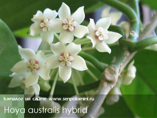 南方杂交 Hoya australis hybrids