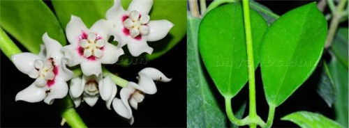 南方杂交 Hoya australis hybrids