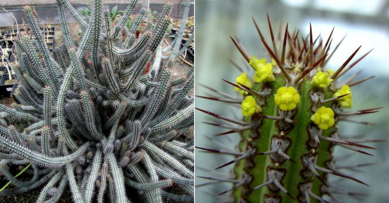 密刺麒麟 Euphorbia baioensis