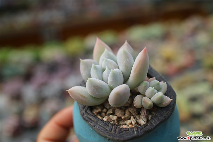 白雪女王 Echeveria Snow Queen