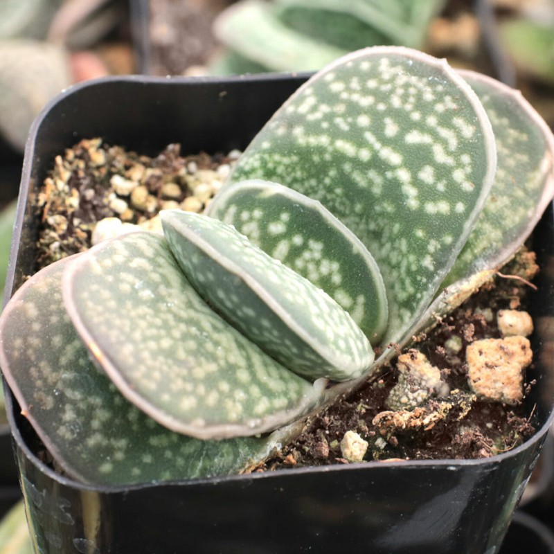 假芦荟 Gasteria brachyphylla var. bayeri