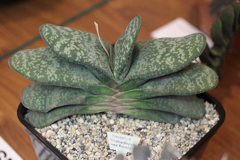 假芦荟 Gasteria brachyphylla var. bayeri