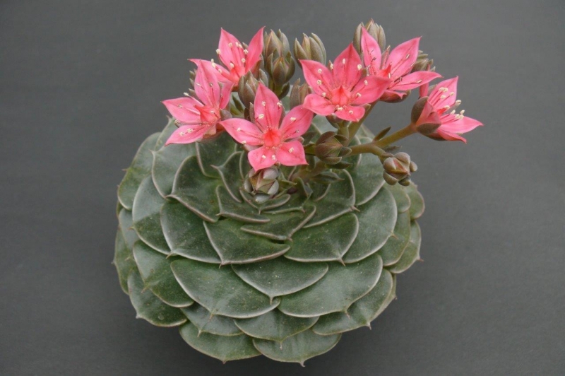 贝拉娜 xGraptoveria 'Belana'