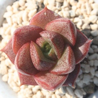 红大和 Echeveria purpusorum Beniyamato