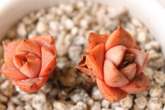 红大和 Echeveria purpusorum Beniyamato