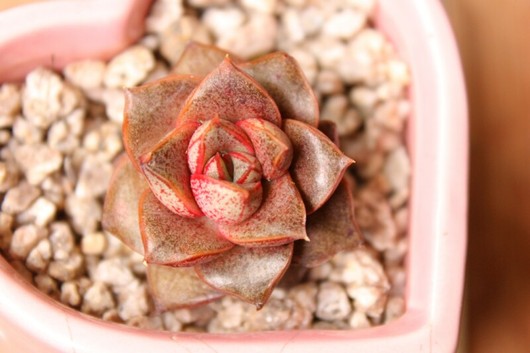 红大和 Echeveria purpusorum Beniyamato