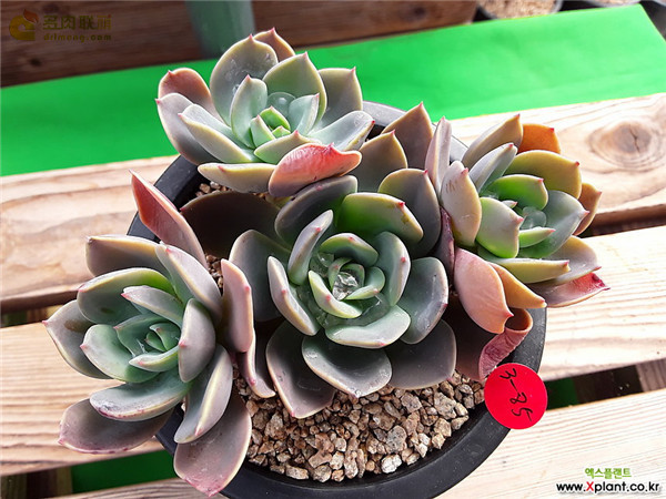 蓝王子 Echeveria Blue prince