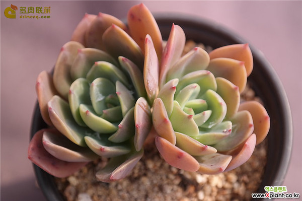 蓝王子 Echeveria Blue prince