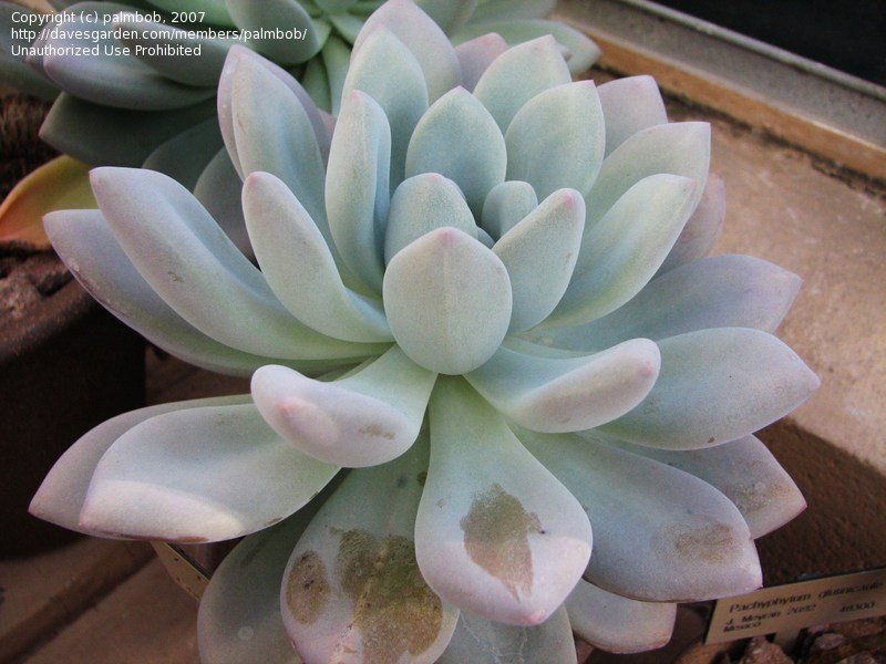 xGraptoveria 'Blush'