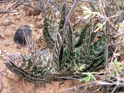 假芦荟 Gasteria brachyphylla var. brachyphylla