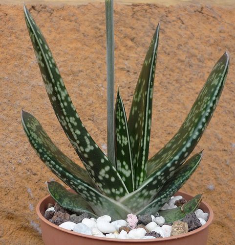 假芦荟 Gasteria brachyphylla var. brachyphylla