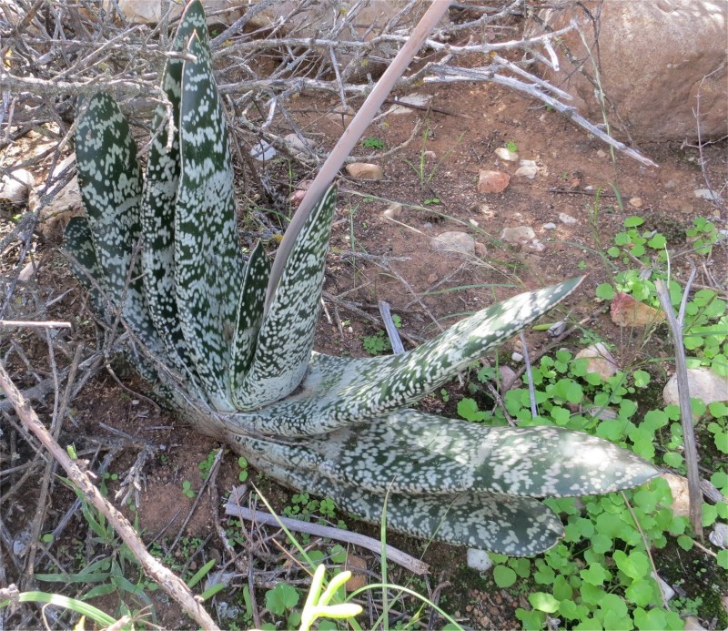 假芦荟 Gasteria brachyphylla var. brachyphylla