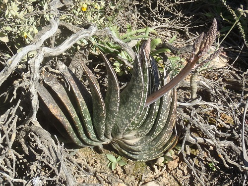 假芦荟 Gasteria brachyphylla var. brachyphylla