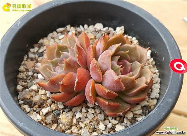 棕玫瑰 Echeveria Brown Rose