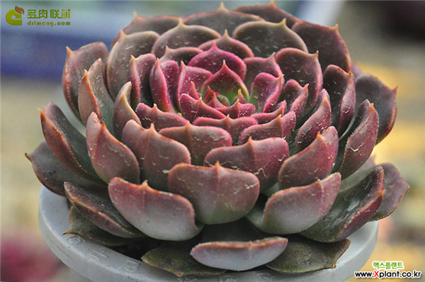 棕玫瑰 Echeveria Brown Rose