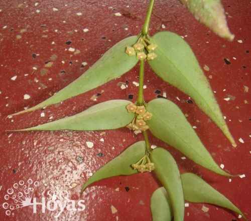 缅甸球兰 Hoya burmanica