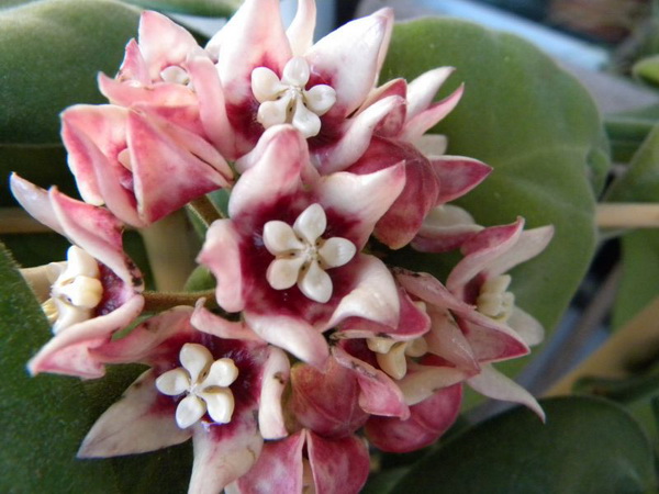 Hoya calycina subsp. calycina