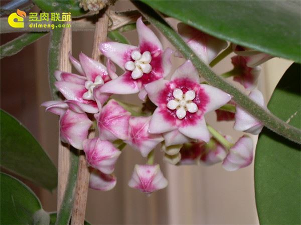 Hoya calycina subsp. calycina