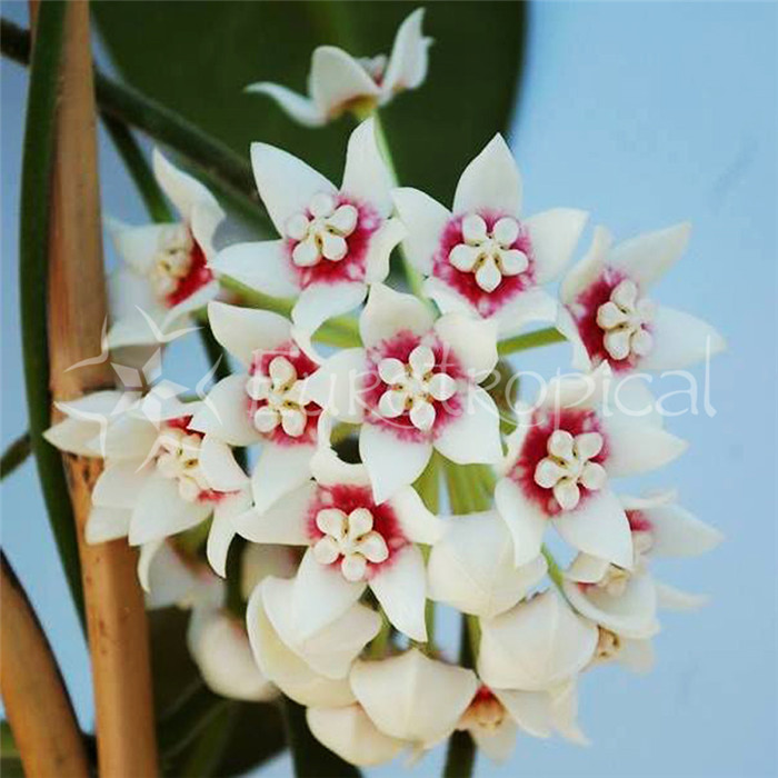 大萼球兰 Hoya calycina