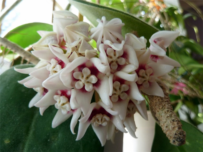 Hoya calycina ‘Stargazer’