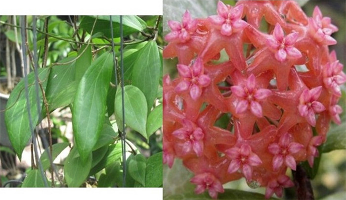 樟叶球兰 Hoya camphorifolia