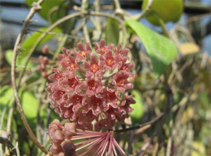 樟叶球兰 Hoya camphorifolia