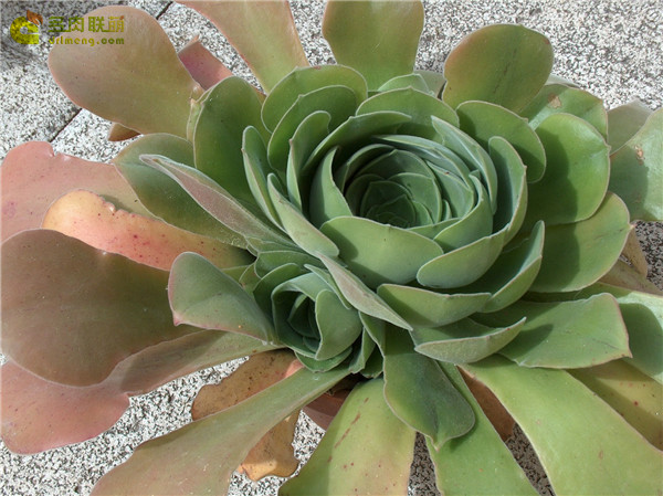 香炉盘 Aeonium canariense var. canariense