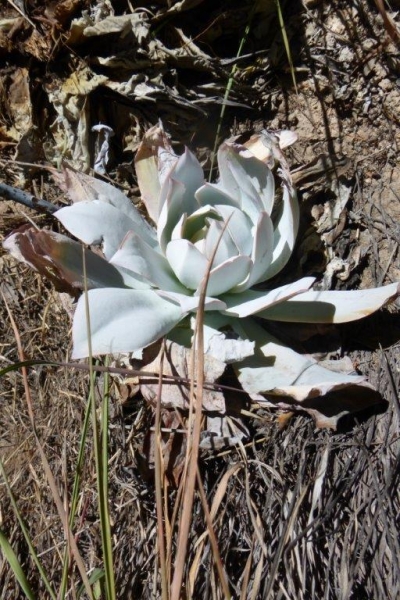 广寒宫 Echeveria cante