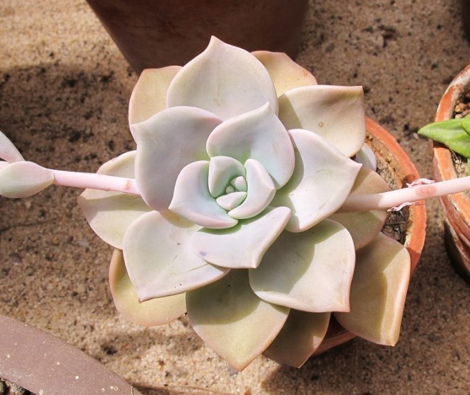 卡普费拉 xGraptoveria 'Cap Ferrat'