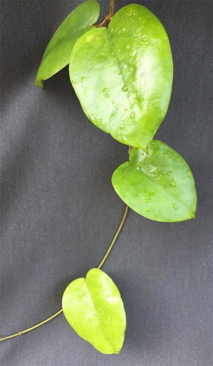 心状球兰 Hoya cardiophylla