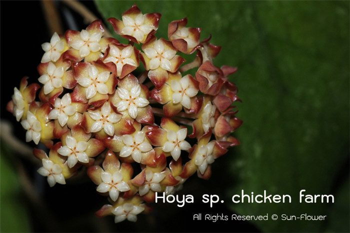 鸡场球兰 Hoya chicken farm