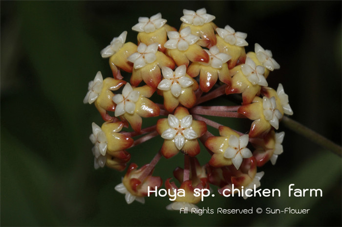 鸡场球兰 Hoya chicken farm