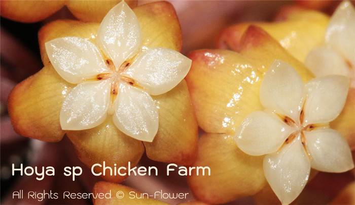 鸡场球兰 Hoya chicken farm