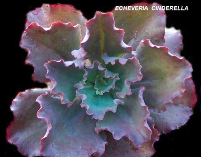 辛德瑞拉 Echeveria 'Cinderella'