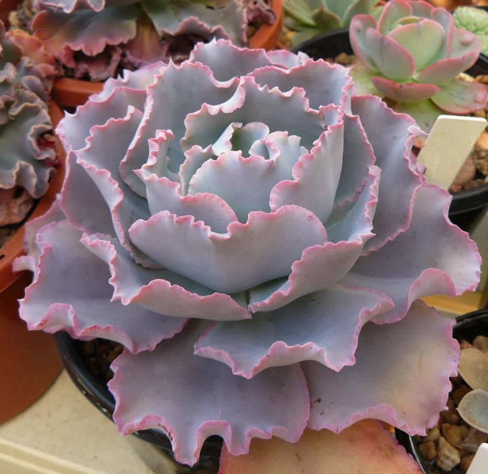 辛德瑞拉 Echeveria 'Cinderella II'