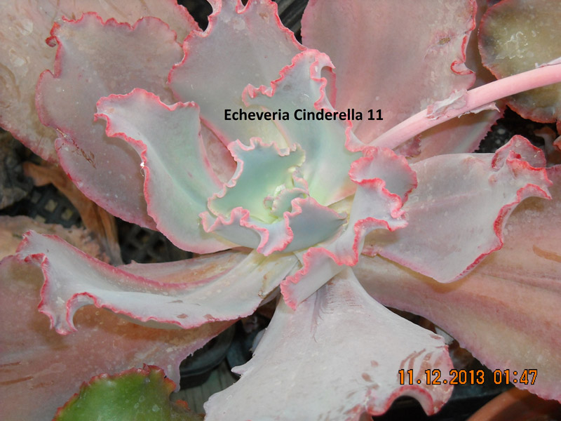 辛德瑞拉 Echeveria 'Cinderella II'