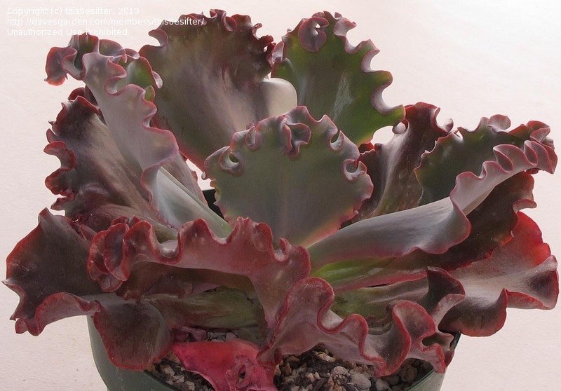 辛德瑞拉 Echeveria 'Cinderella'