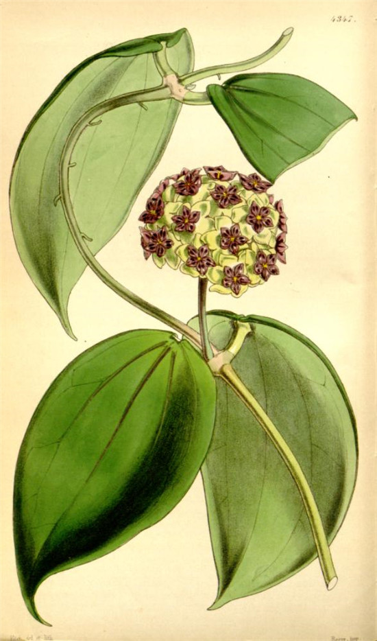cinnamomifolia6