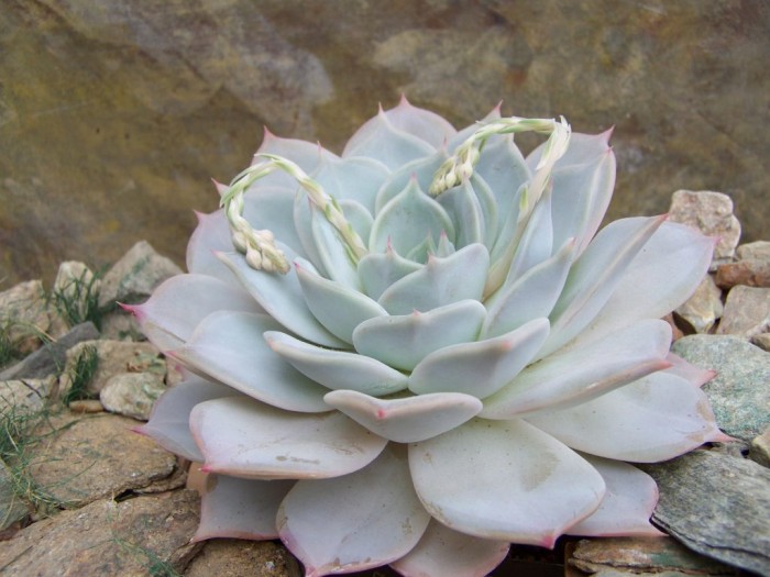 多肉克劳迪娅 Echeveria Claudia