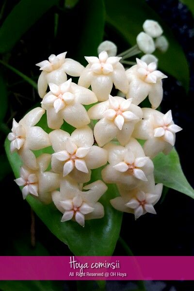 康明斯球兰 Hoya cominsii