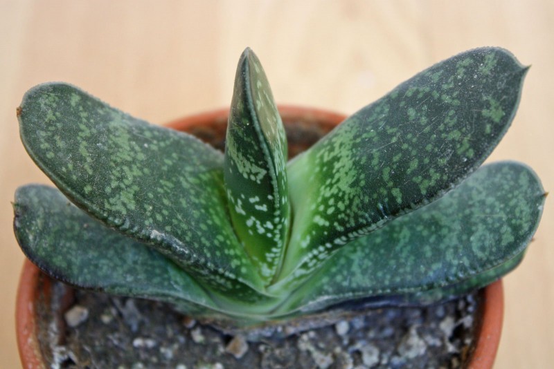 青龙刀 Gasteria disticha