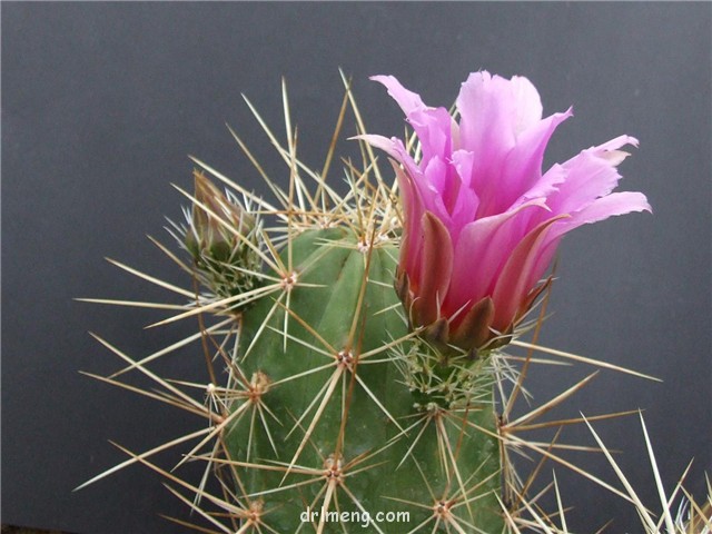 雪岚、竜妃、翁山錦 Echinocereus-dubius