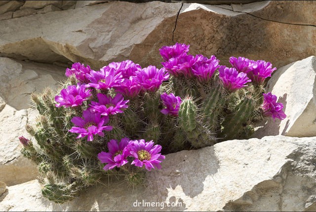 Echinocereus enneacanthus var. brevispinus