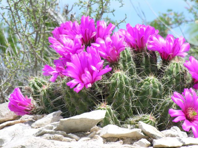 九刺虾 Echinocereus enneacanthus