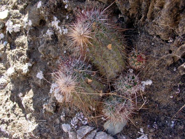 幻虾 Echinocereus ferreirianus1