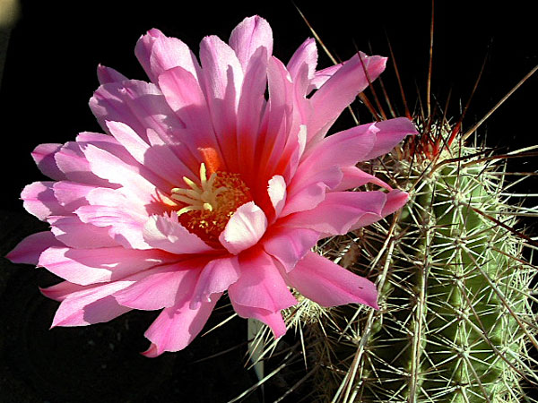 幻虾 Echinocereus ferreirianus1