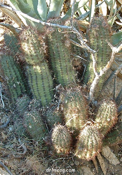 幻虾 Echinocereus ferreirianus1