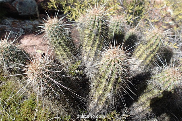 幻虾 Echinocereus ferreirianus1